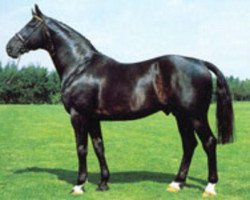 stallion Fürst Ferdinand (Hanoverian, 1967, from Ferdinand)