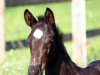 dressage horse Falco M 2 (Rhinelander, 2012, from Feedback 16)