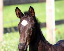 dressage horse Falco M 2 (Rhinelander, 2012, from Feedback 16)