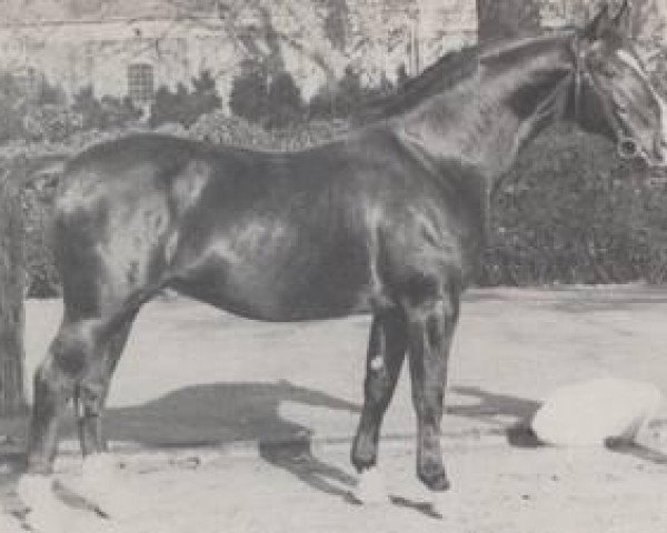 stallion Gruenschnabel (Westphalian, 1954, from Grünspecht)