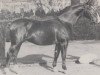 stallion Gruenschnabel (Westphalian, 1954, from Grünspecht)