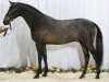 stallion Casillas 2 (Holsteiner, 2004, from Colman)