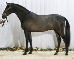 stallion Casillas 2 (Holsteiner, 2004, from Colman)