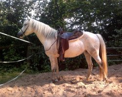 broodmare Miss Lady Lou (Pinto / Pony, 2004, from BTS Jim Cody)