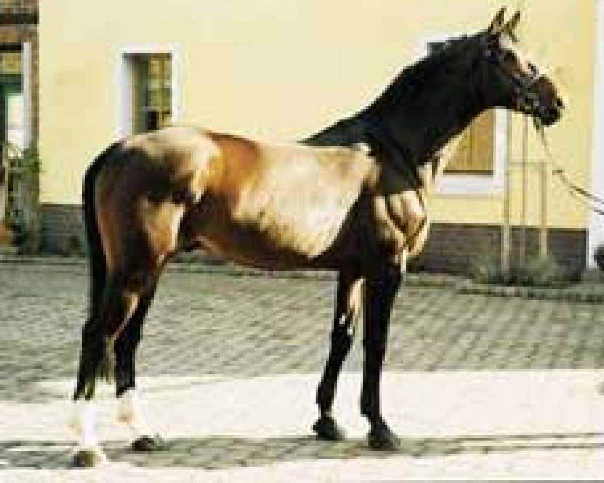 Deckhengst Crazy Cocktail (Hannoveraner, 1988, von Calypso II)