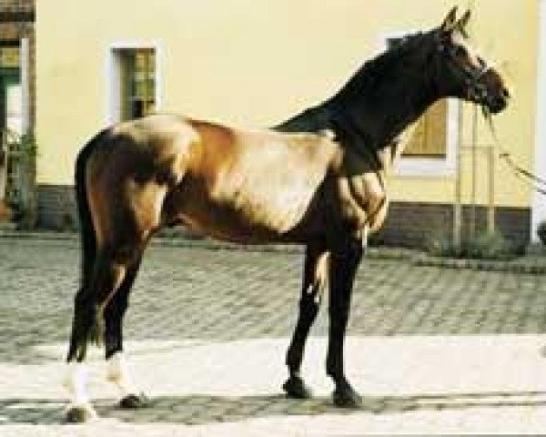 stallion Crazy Cocktail (Hanoverian, 1988, from Calypso II)