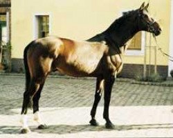 stallion Crazy Cocktail (Hanoverian, 1988, from Calypso II)