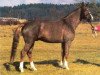 stallion First Boy (Hanoverian, 1993, from Wanderkönig)
