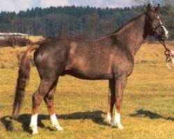 stallion First Boy (Hanoverian, 1993, from Wanderkönig)