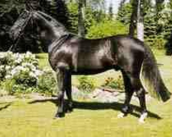 stallion Salieri (Hanoverian, 1989, from Salvano)