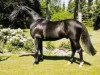stallion Salieri (Hanoverian, 1989, from Salvano)