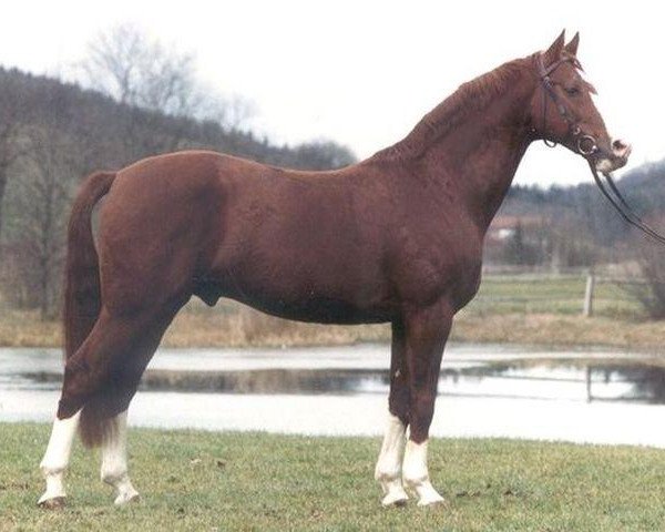 stallion Fredericus-an (Bavarian, 1981, from Furioso II)