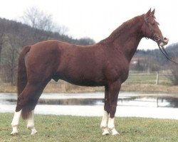 stallion Fredericus-an (Bavarian, 1981, from Furioso II)