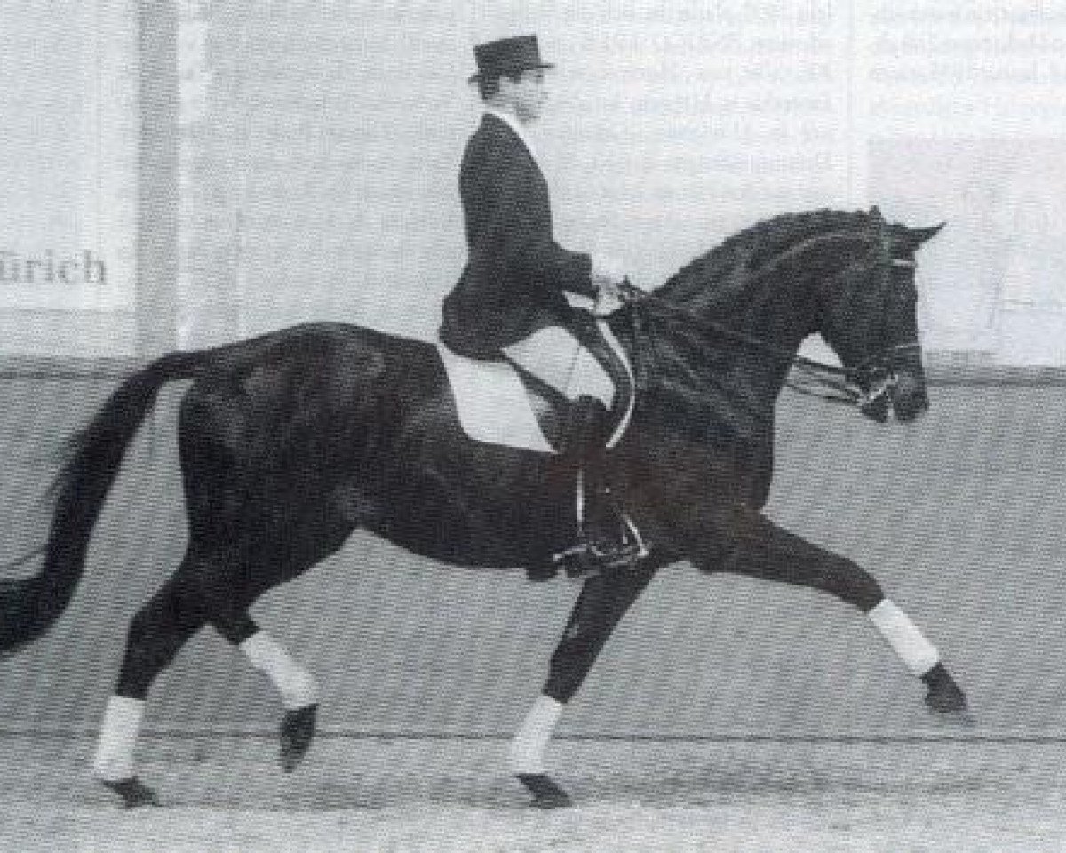 Deckhengst Amelio (Trakehner, 1989, von Kronenkranich xx)