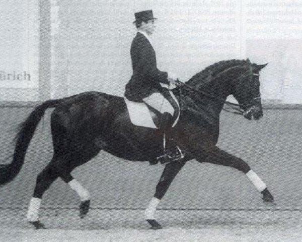 stallion Amelio (Trakehner, 1989, from Kronenkranich xx)