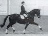 stallion Amelio (Trakehner, 1989, from Kronenkranich xx)