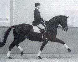 stallion Amelio (Trakehner, 1989, from Kronenkranich xx)