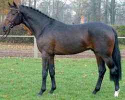 stallion Lassito (Holsteiner, 2003, from Lansing)