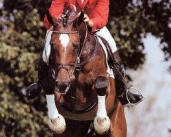 broodmare Vanessa III (Holsteiner, 1983, from Landgraf I)