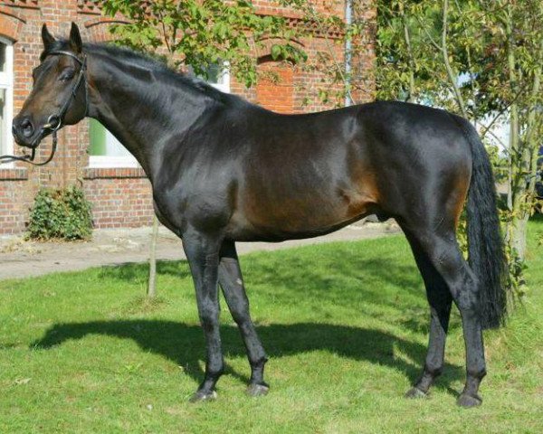 stallion Zöllner xx (Thoroughbred, 1998, from Dashing Blade xx)