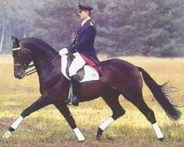 horse Lancier (Hanoverian, 1991, from Lauries Crusador xx)