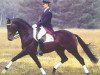 Pferd Lancier (Hannoveraner, 1991, von Lauries Crusador xx)