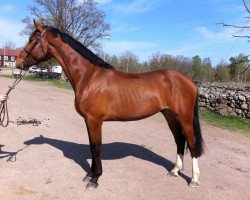 jumper Cheerful G (Swedish Warmblood, 2008, from Careful 28)