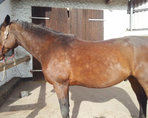 dressage horse Lederstrumpf K (Hessian Warmblood, 1995, from Lehndorff's)