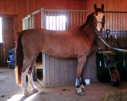 broodmare Jonna Gold (Swedish Warmblood, 1991, from Acapulco Gold)