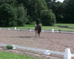 dressage horse Da Vinci D (Hanoverian, 2003, from Don Vino)