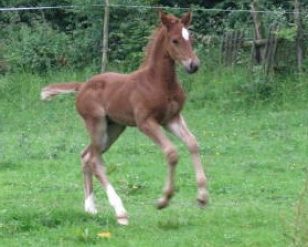 dressage horse Timeless (Oldenburg, 2012, from Totilas)