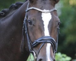 dressage horse Wisdom's Loveley (Westphalian, 2014, from Wisdom)