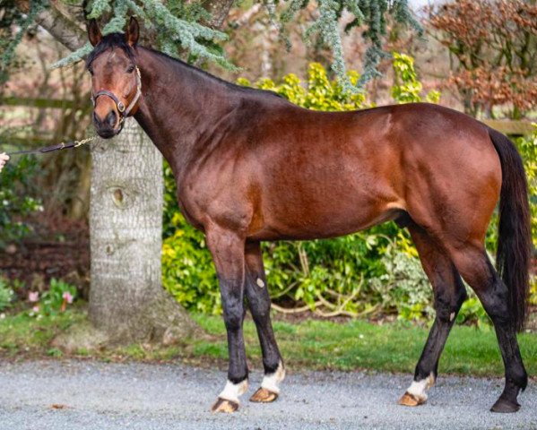 stallion Austrian School xx (Thoroughbred, 2015, from Teofilo xx)