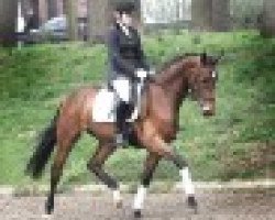 dressage horse Luna M (Rhinelander, 2009, from Lord Loxley I)