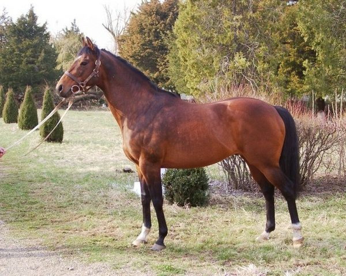 Deckhengst Entrepreneur xx (Englisches Vollblut, 1994, von Sadler's Wells xx)