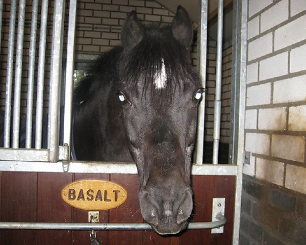 horse Basalt K (German Riding Pony, 1991, from Balthasar)