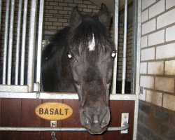 Pferd Basalt K (Deutsches Reitpony, 1991, von Balthasar)