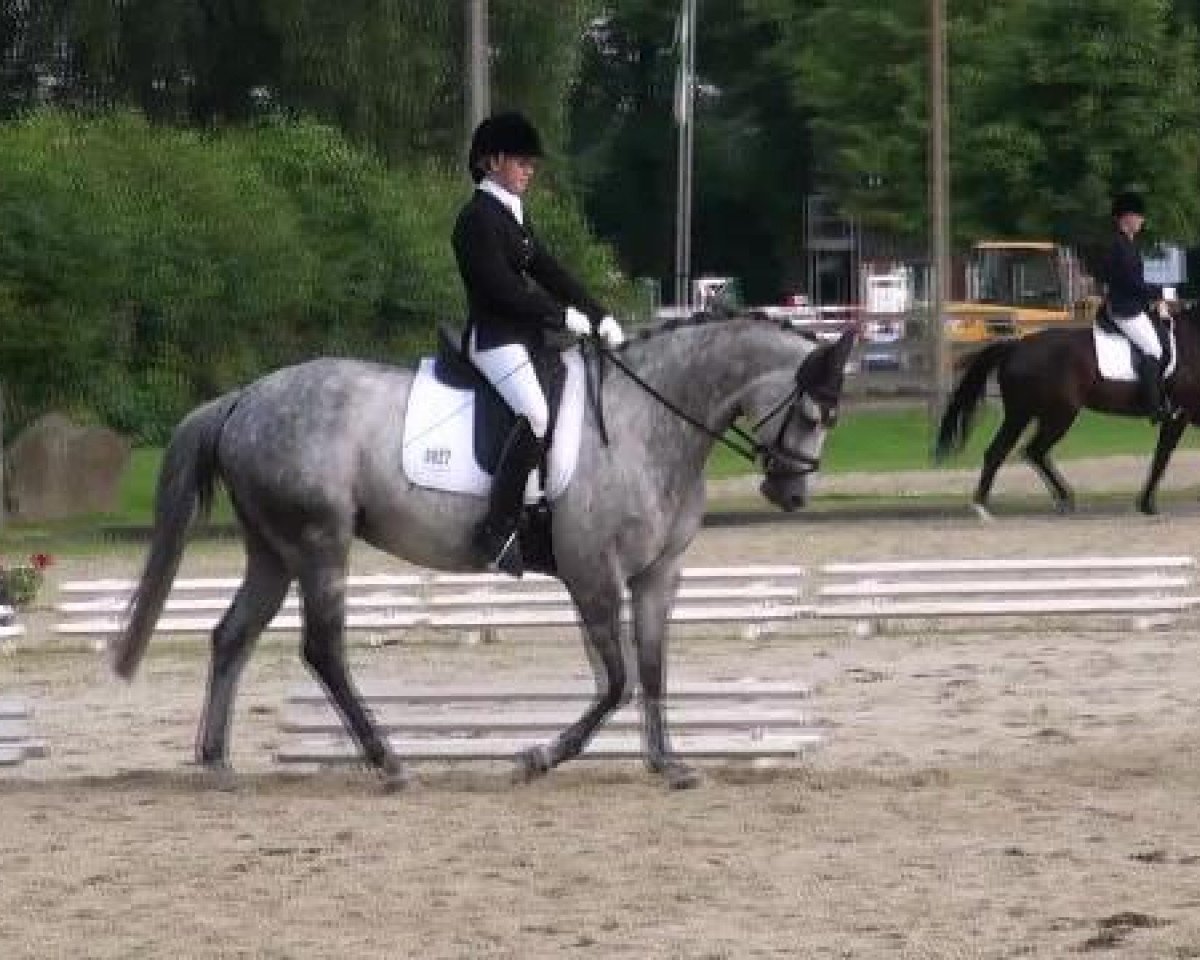 broodmare Hydalra (Trakehner, 2004, from Key West)
