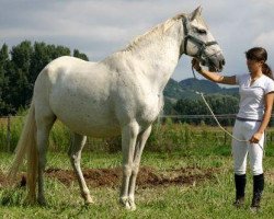 broodmare Jasmine des Balmes (Berber, 1997, from Lahdjar)