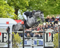 jumper Krapuul F (Belgian Warmblood, 2010, from Diamant de Semilly)