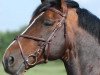 stallion Bufero van het Panishof (Belgian Warmblood, 2001, from Parco)