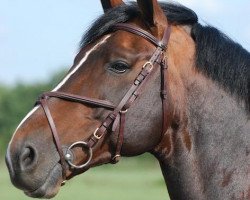 Deckhengst Bufero van het Panishof (Belgisches Warmblut, 2001, von Parco)