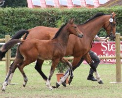 broodmare Luisa (Westphalian, 2003, from Laureus NRW)