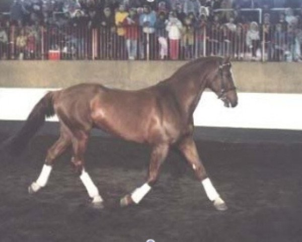 stallion Acapulco Gold (Holsteiner, 1984, from Ahorn Z)
