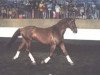 stallion Acapulco Gold (Holsteiner, 1984, from Ahorn Z)