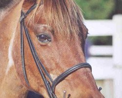 horse Dusty (German Riding Pony, 1978, from Alafi)