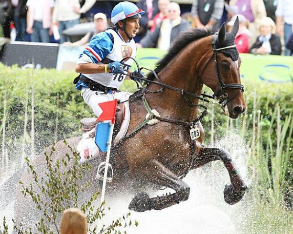 horse Nemetis de Lalou (Selle Français, 2001, from Yarlands Summer Song)