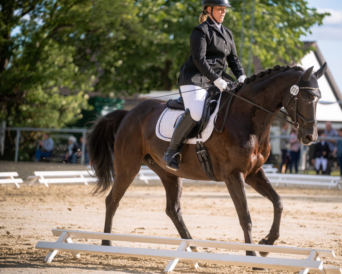 broodmare Margarita 5 (Oldenburg, 2008, from Danone II)