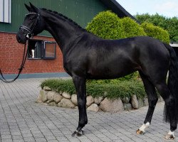 dressage horse Sense of Joy (Rhinelander, 2018, from Sensation)