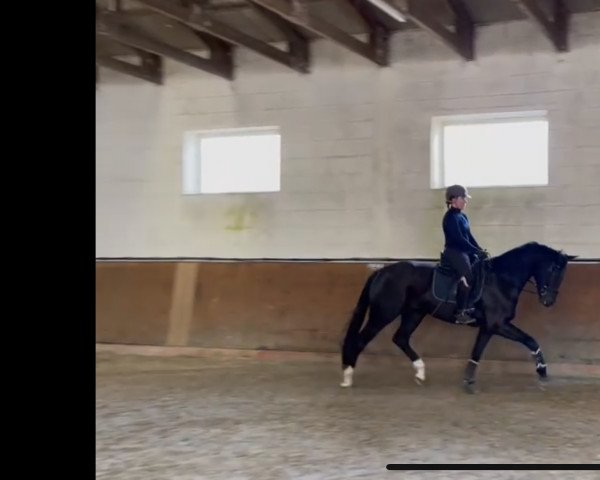 dressage horse Don Henry JH (Oldenburg, 2019, from Don K)